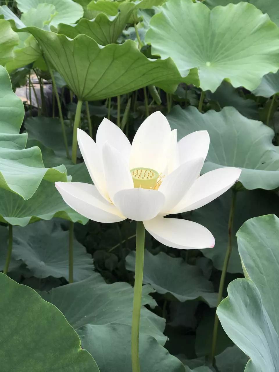 莲花图片大全唯美禅意心境,唯美莲花意境图片静心