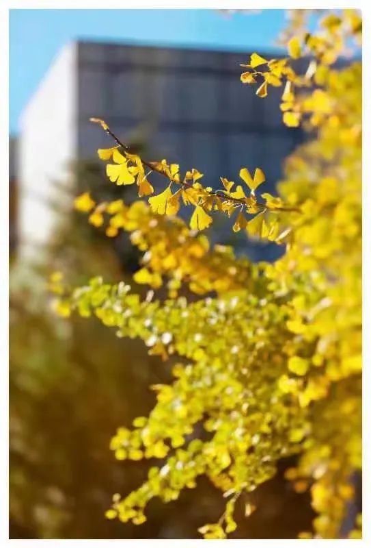 秋季限定|昆明九所学校，送你诗意校园里的一抹金