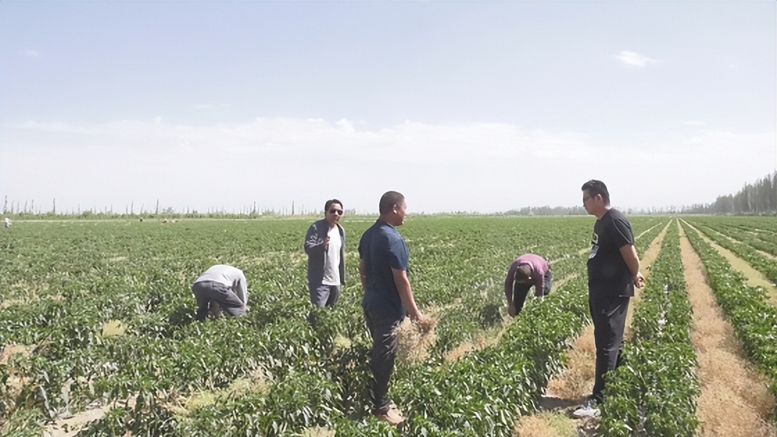 小茴香每亩投资多少钱,种植小茴香致富