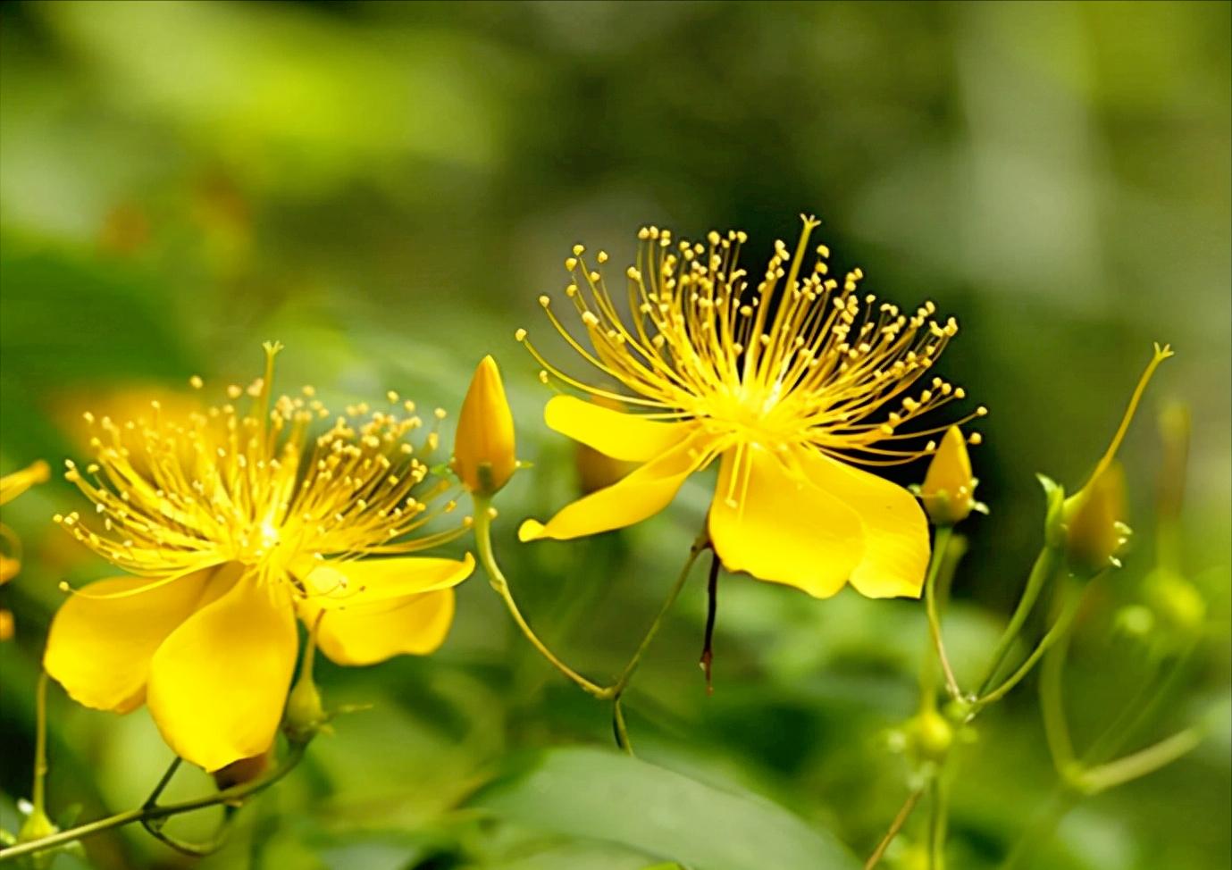 五片花瓣的小花，虽平淡无奇，但却惊艳了双眸！