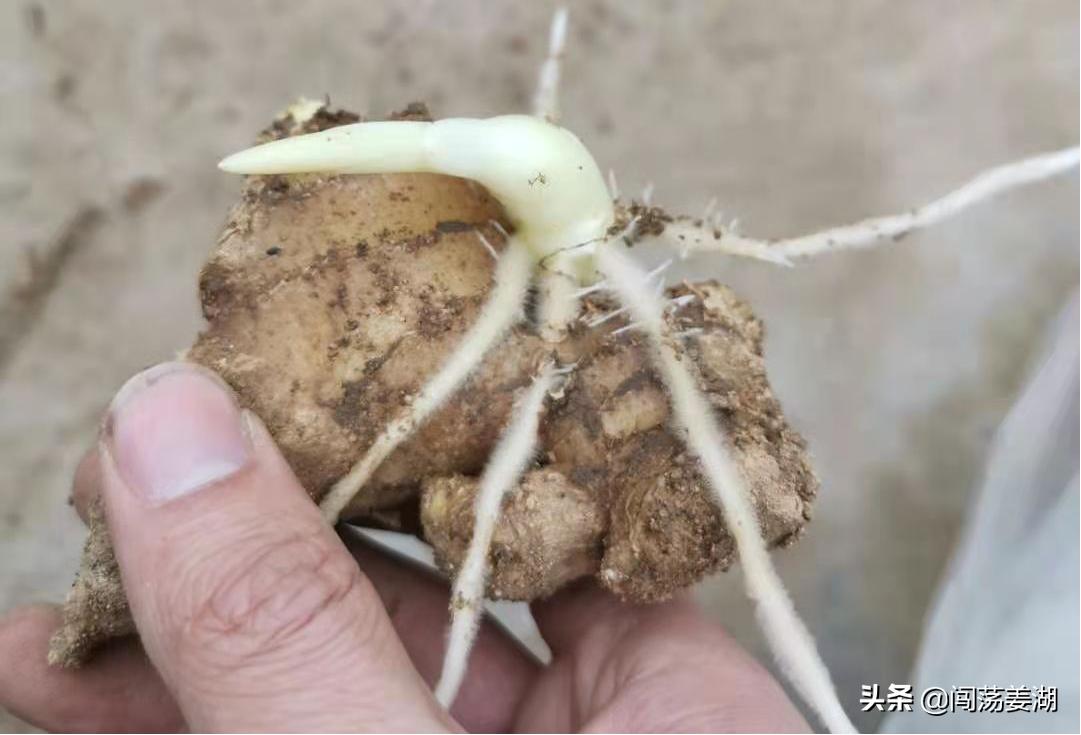 生姜播种越早产量越高这是真的吗,生姜几月份播种最佳时机