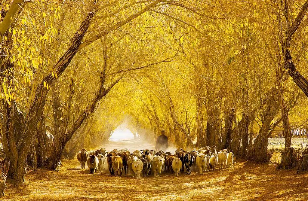 吐鲁番的葡萄南阳的梨,吐鲁番的葡萄哈密的瓜视频