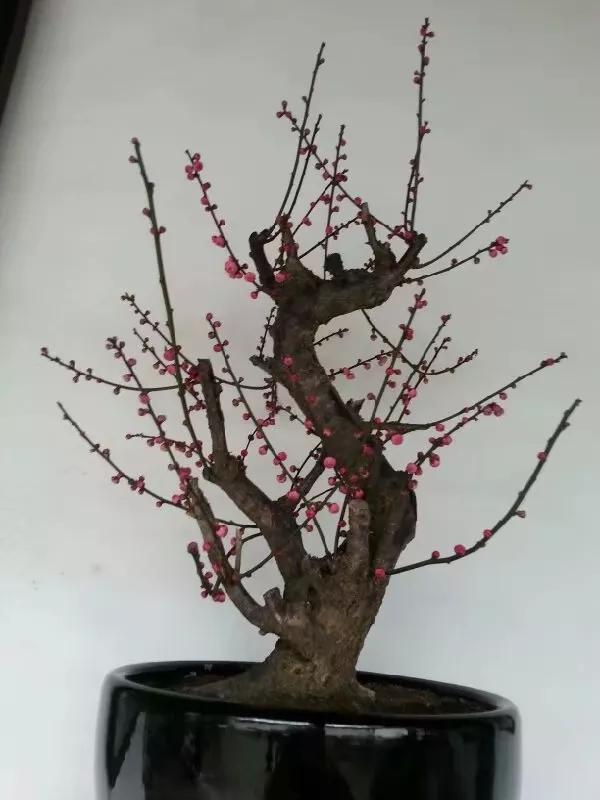 粉丝不过百发文章怎么算收益,头条不满100粉丝有收益吗