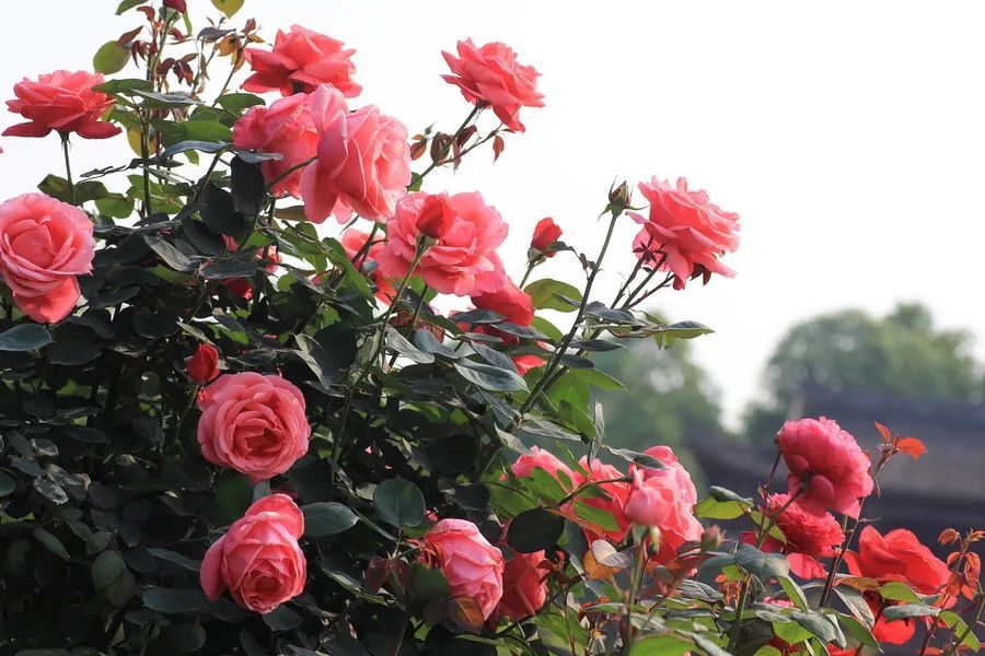 月季花的优美诗词歌赋,月季花诗词经典名句