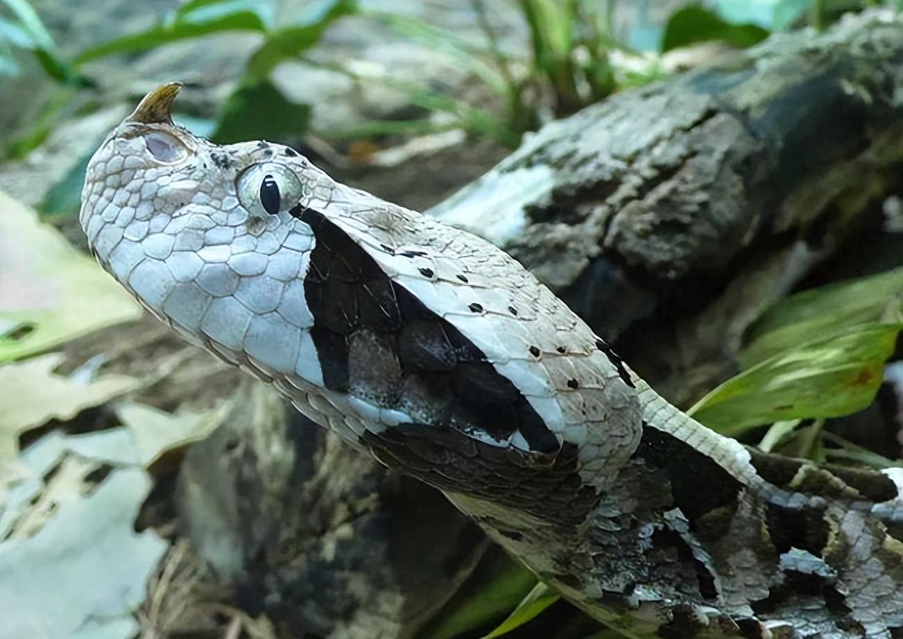 世界最胖毒蛇？单杀眼镜王蛇！非洲致命杀手加蓬咝蝰到底多恐怖？
