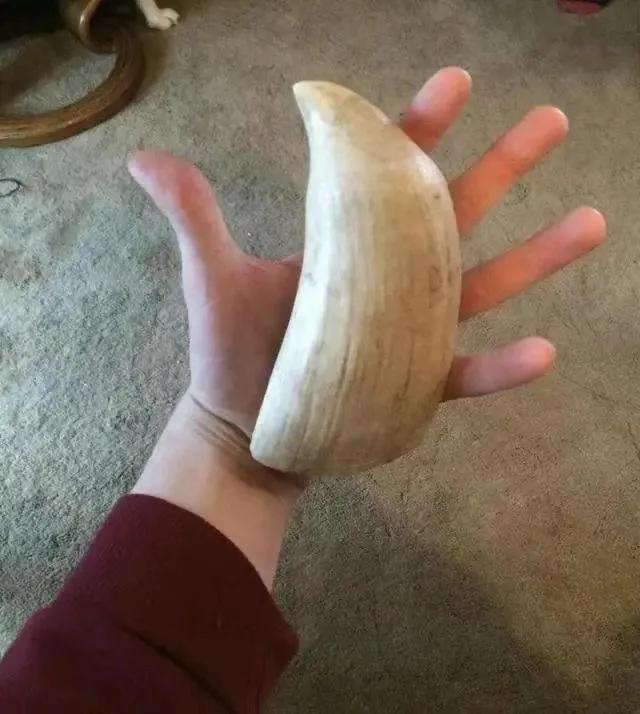 17张你没见过的图片太震撼了,67张罕见的照片颠覆你的世界