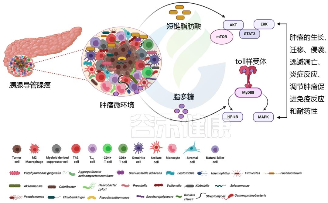 “隐藏高手”胰腺癌的新出路——微生物
