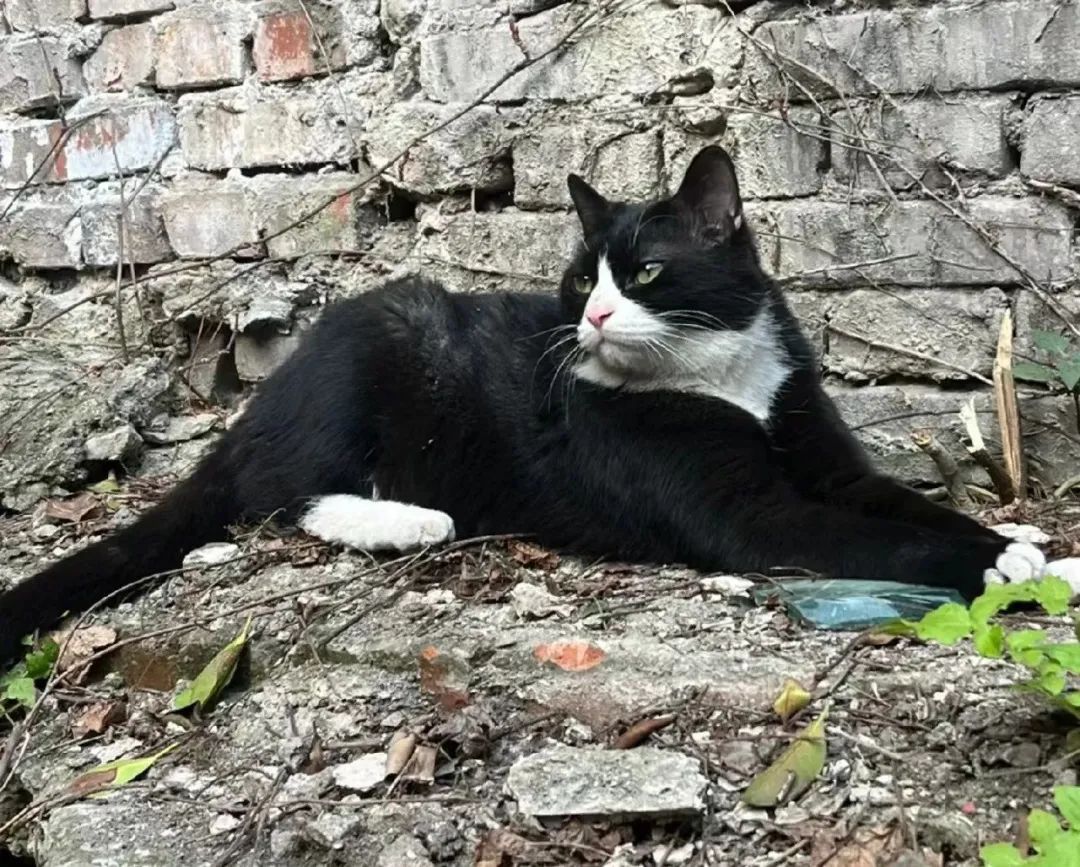 猫咪外出回来总是小心翼翼的,猫咪出走三个月后回来大变样