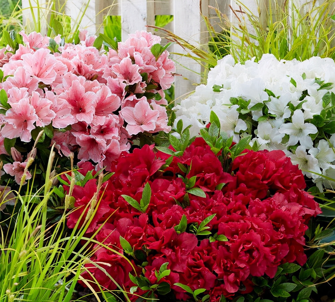 怎样养杜鹃花才能有花蕾,怎样养好杜鹃花