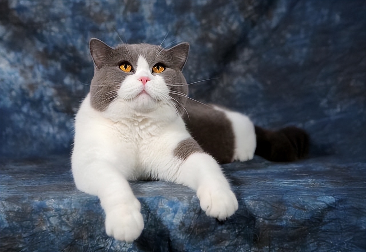 英短纯种和不纯种区别,英短品种不纯怎么办