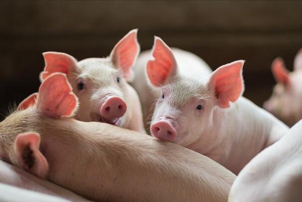 猪吃食后呕吐是什么原因怎么治疗,猪吐食不拉稀怎么回事用什么药