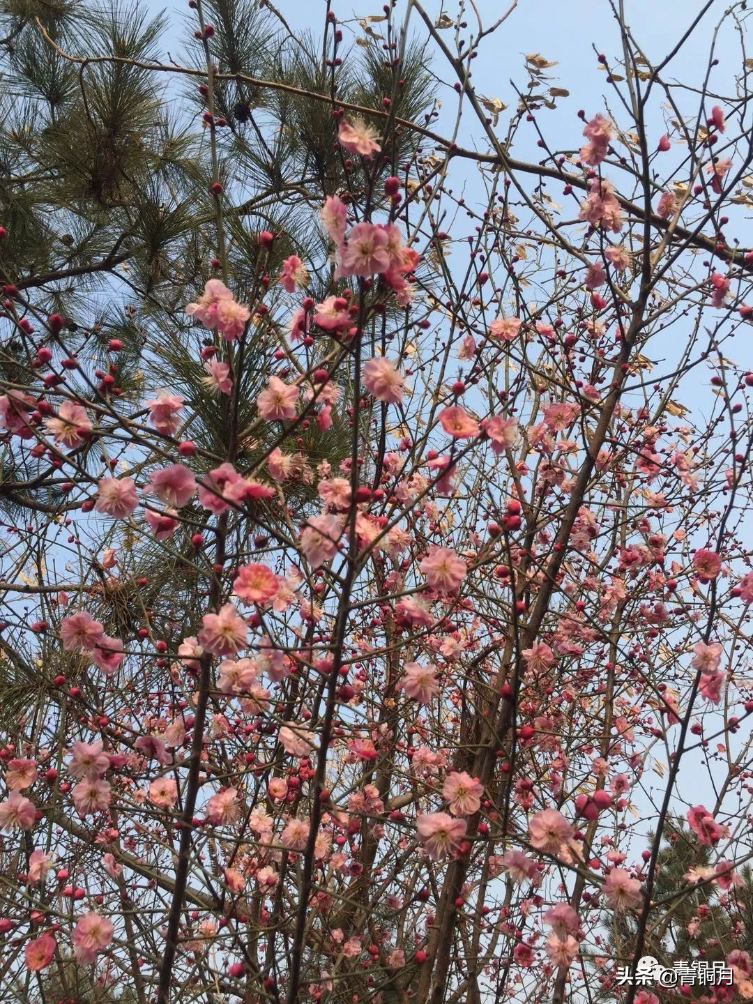 散文第3册第十六课：鲁迅藤野先生（10万+课程老师讲义）