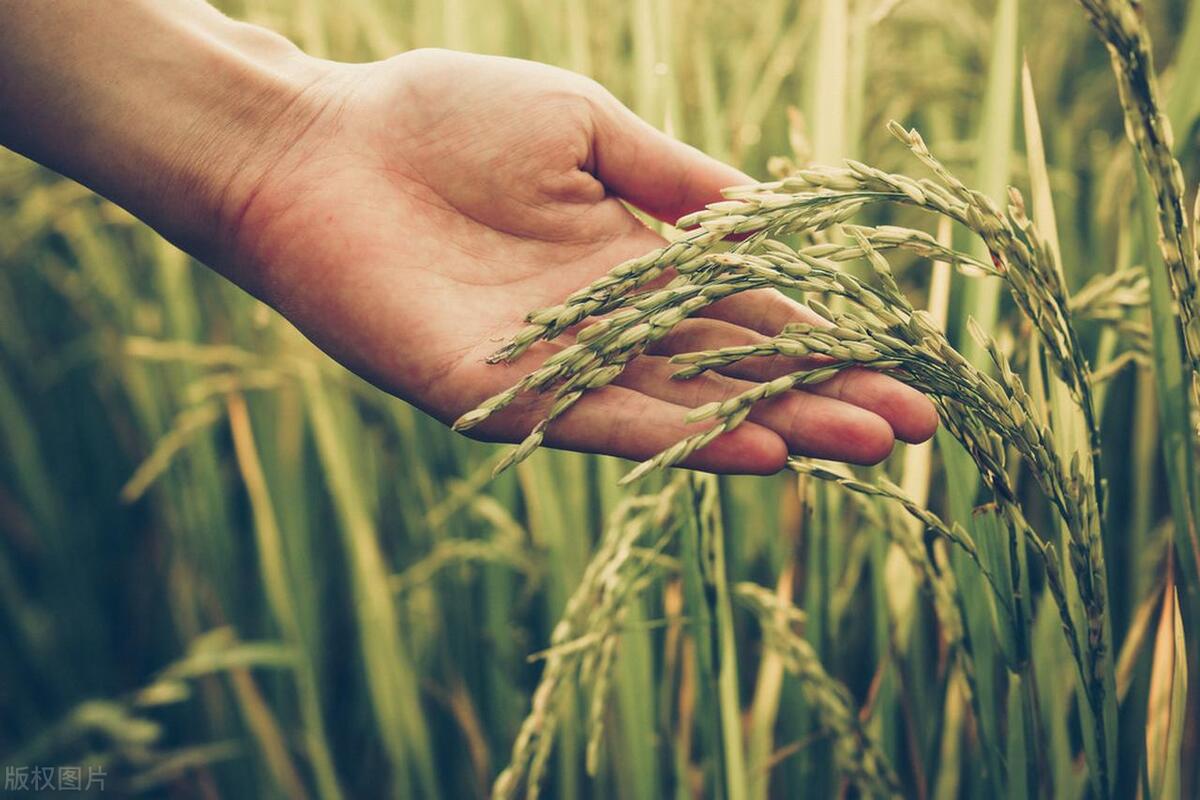一毛钱一片的小小谷维素，却有大用处，4方面治疗作用，总结说清