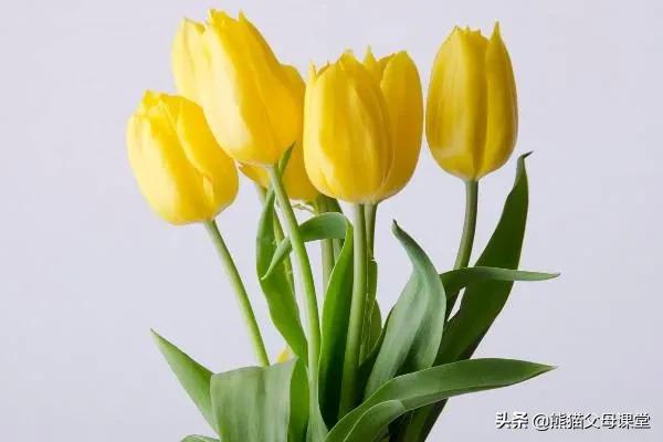 聆听花语盆景直播,聆听花语的声音