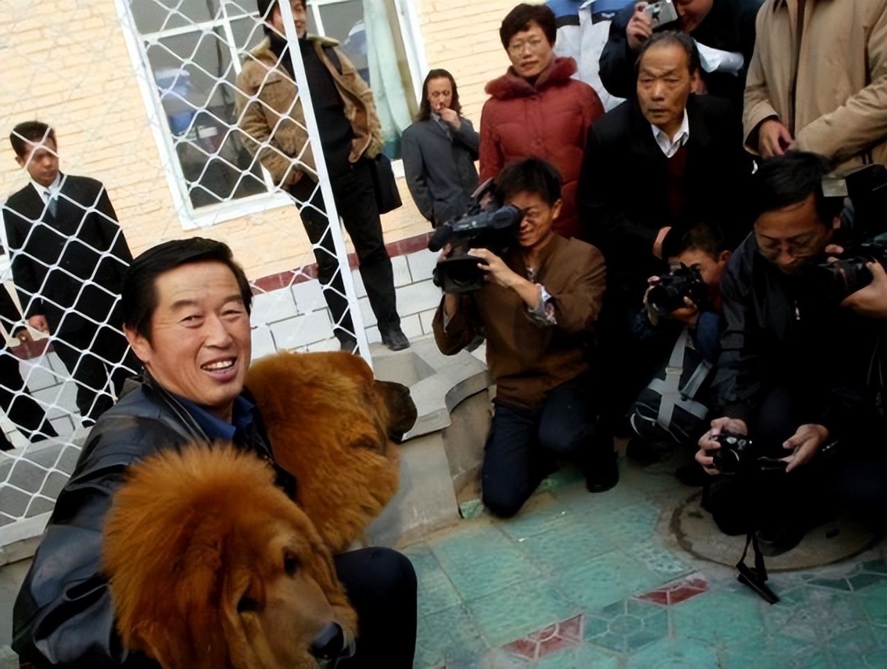 如今藏獒现状,藏獒价格为什么断崖式下跌