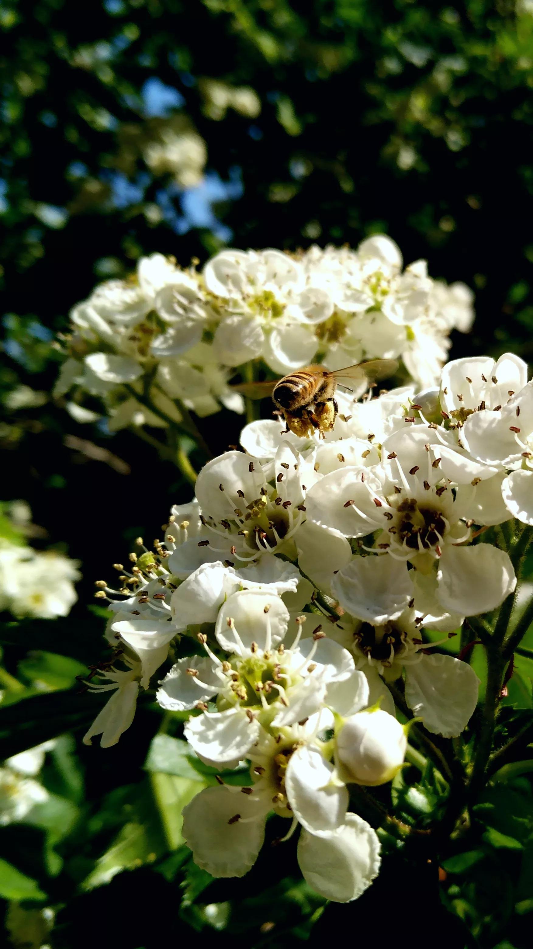 小小蜜蜂采蜜忙,小蜜蜂采蜜忙下一句