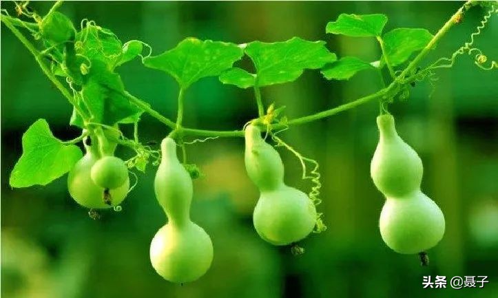 童年记忆宝葫芦,葫芦小金刚国漫童年回忆分享