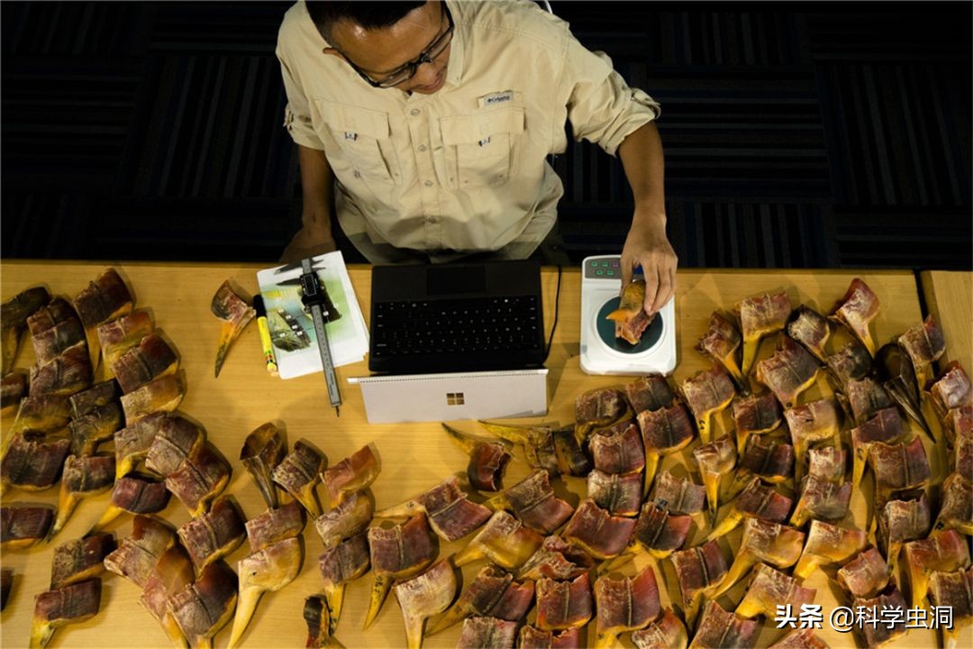 天津一女子买鸟头吊坠被判刑10年,天津女子买吊坠获刑十年