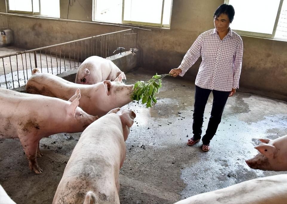 村民今年刚买100条小猪仔养猪，到底能赚多少钱？