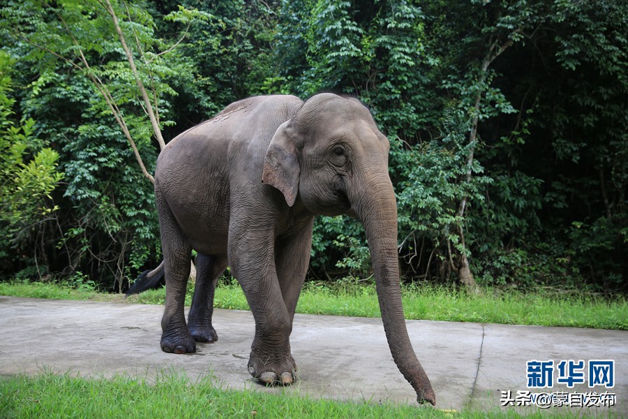 cop15第二次会议,cop15云南会场