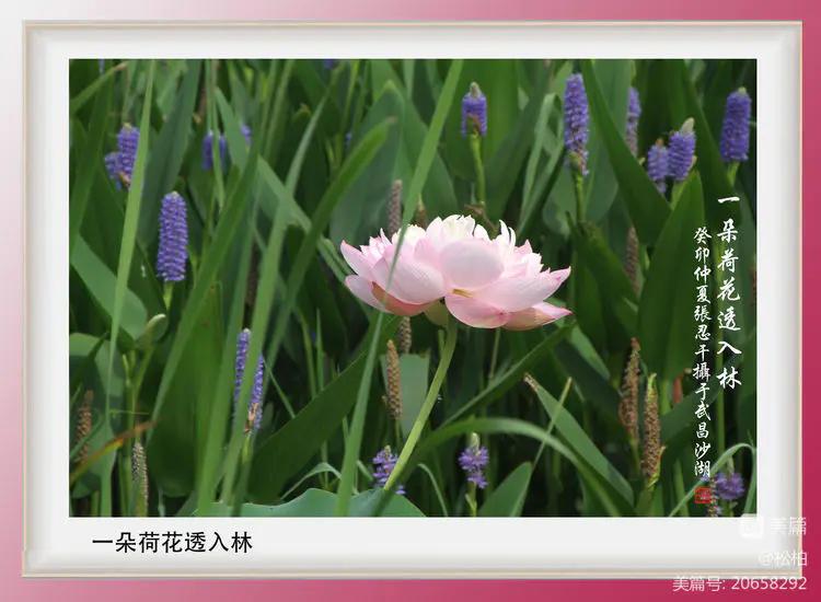 诗图战友情（九十五）荷花别样红