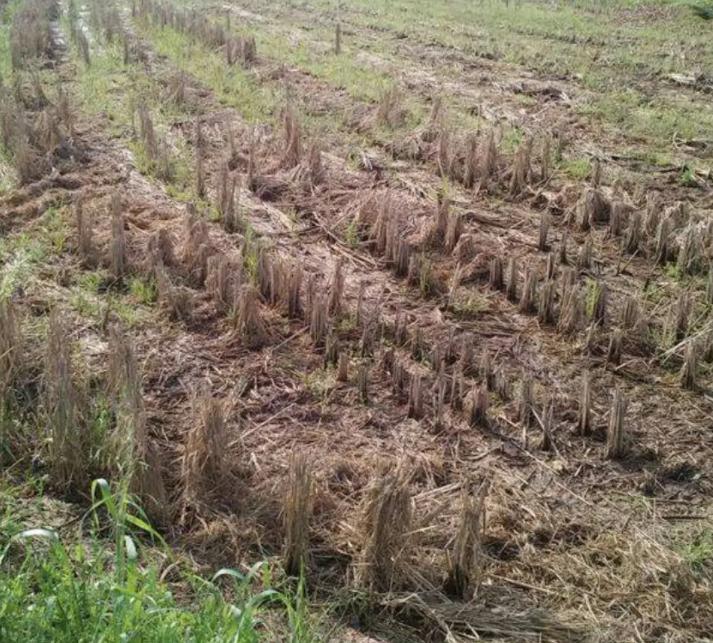 日本人山东租1500亩地的故事 (2006年日本人在山东租50亩地)