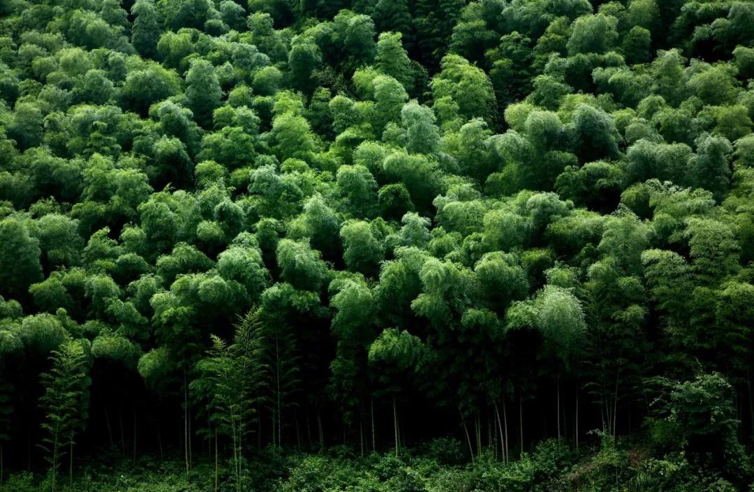 林海山水画作品欣赏,国内十大竹海排名