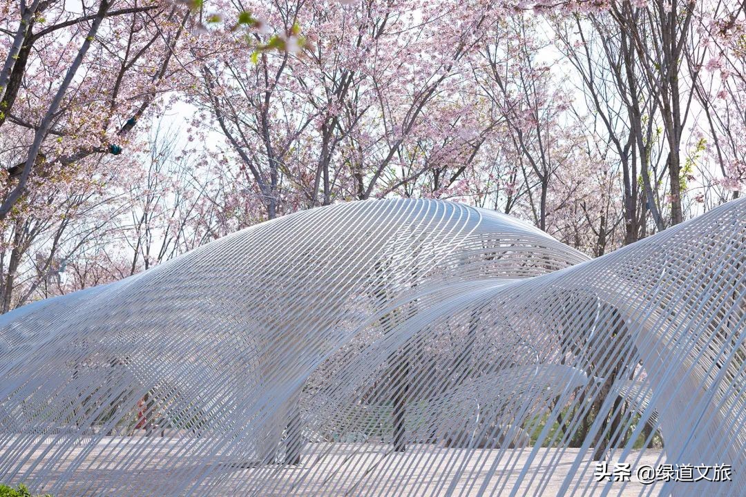 樱花树下的约定字体设计,樱花树下的约定完美国度