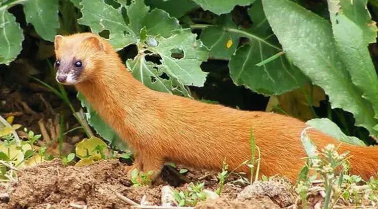 有灵性的5种动物千万别伤害,千万别伤害这五大灵性动物