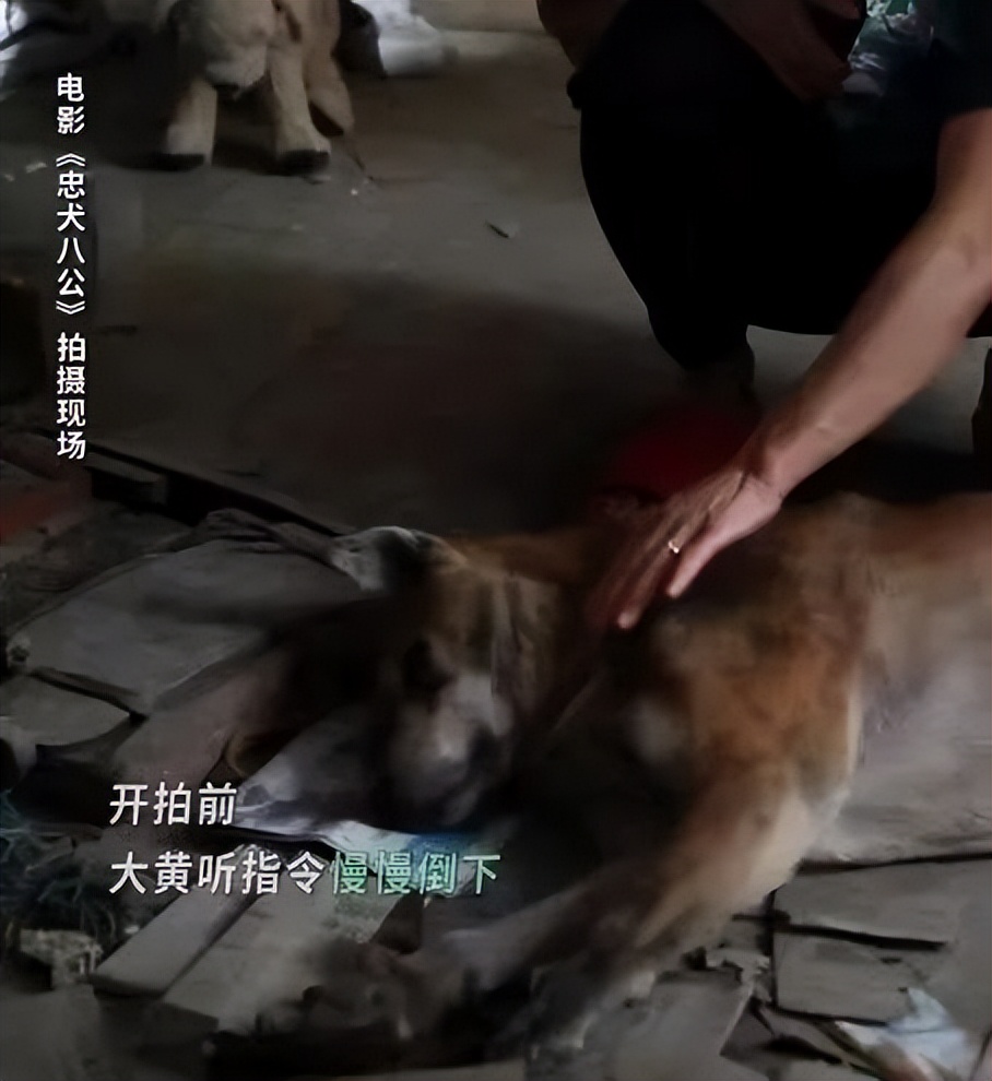 忠犬八公感人,忠犬八公最后30分钟感人片段