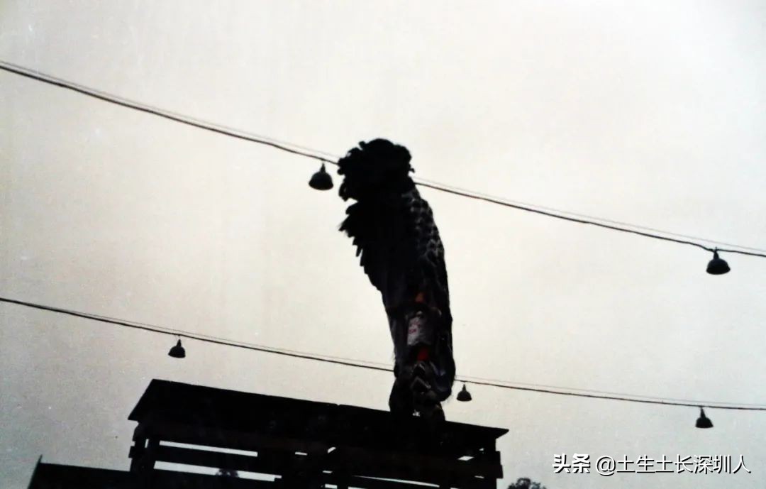 醒狮和瑞狮的区别在哪,醒狮的运动特点