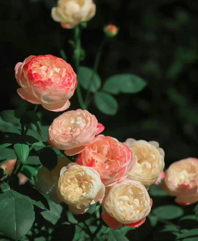 酒店式旅居养老,怎么选择酒店式养老