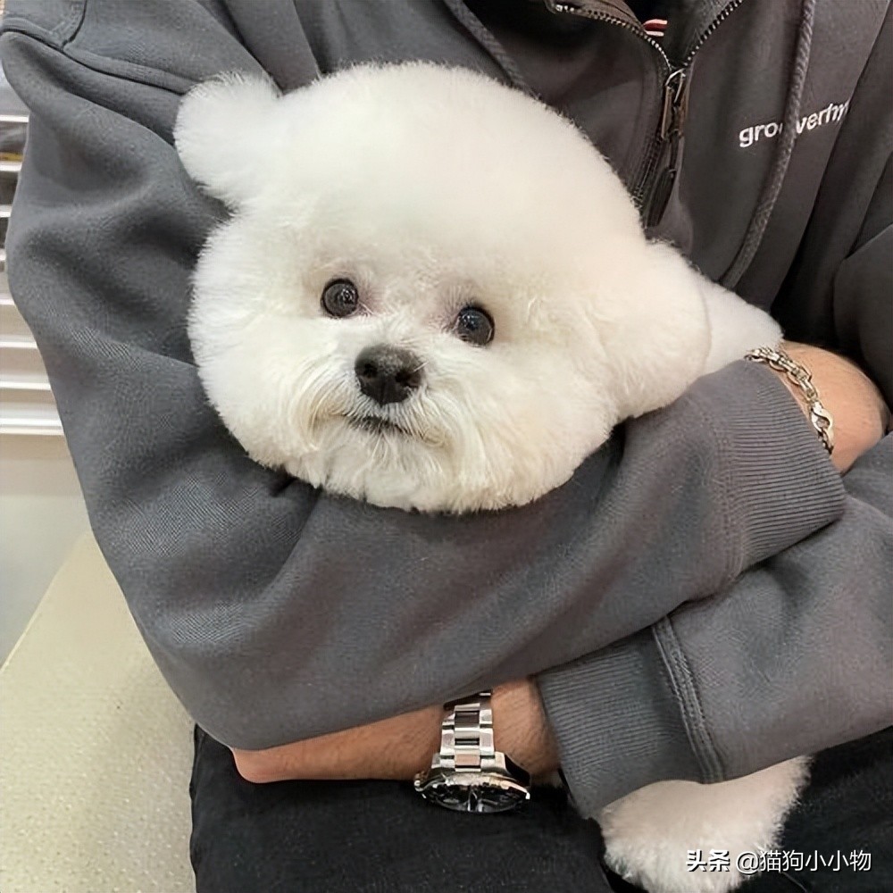 小比熊的睡姿代表什么,比熊睡觉什么姿势是正常的