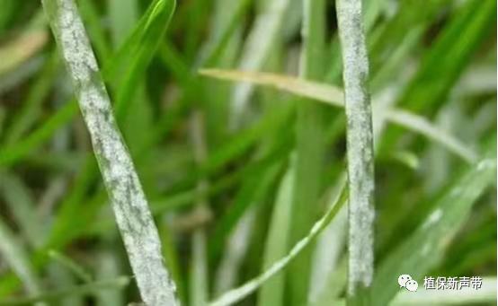 草坪通常要进行哪些养护管理项目,草坪要打理吗