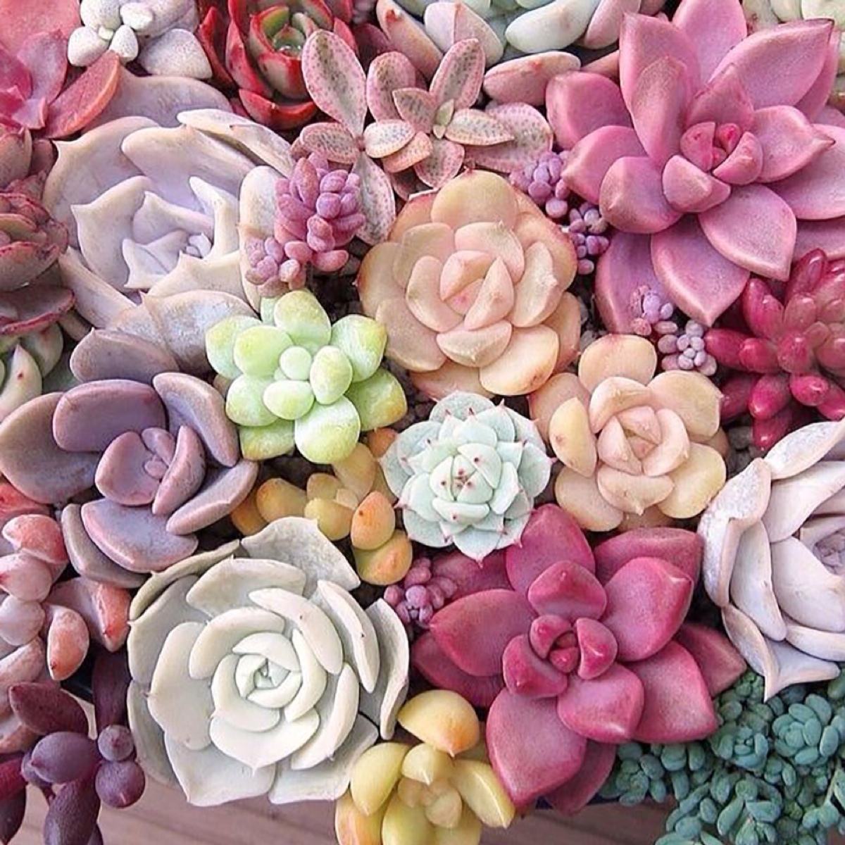 多肉植物存活率多少合适,网购的多肉怎么样快速养好根