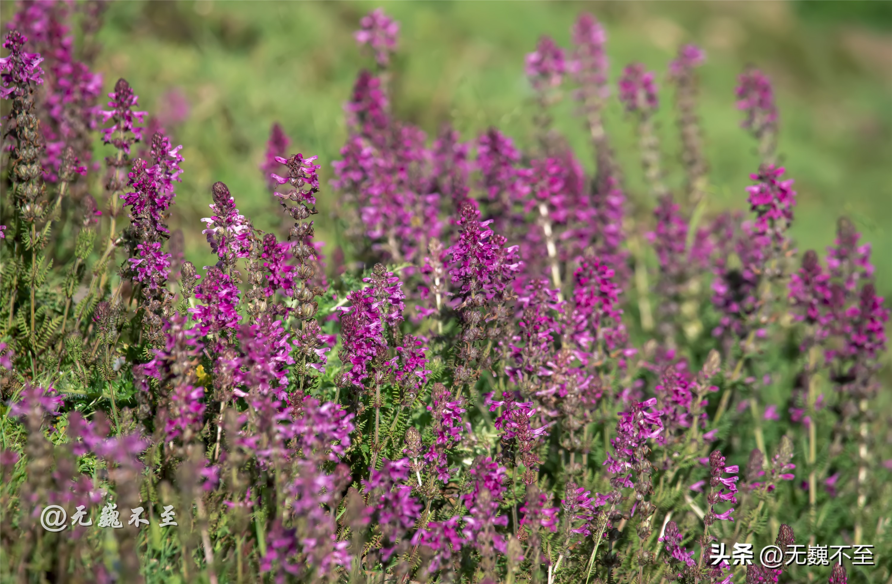 九顶归来不看花，但是这些花名你知道吗？科普一下不就认识啦