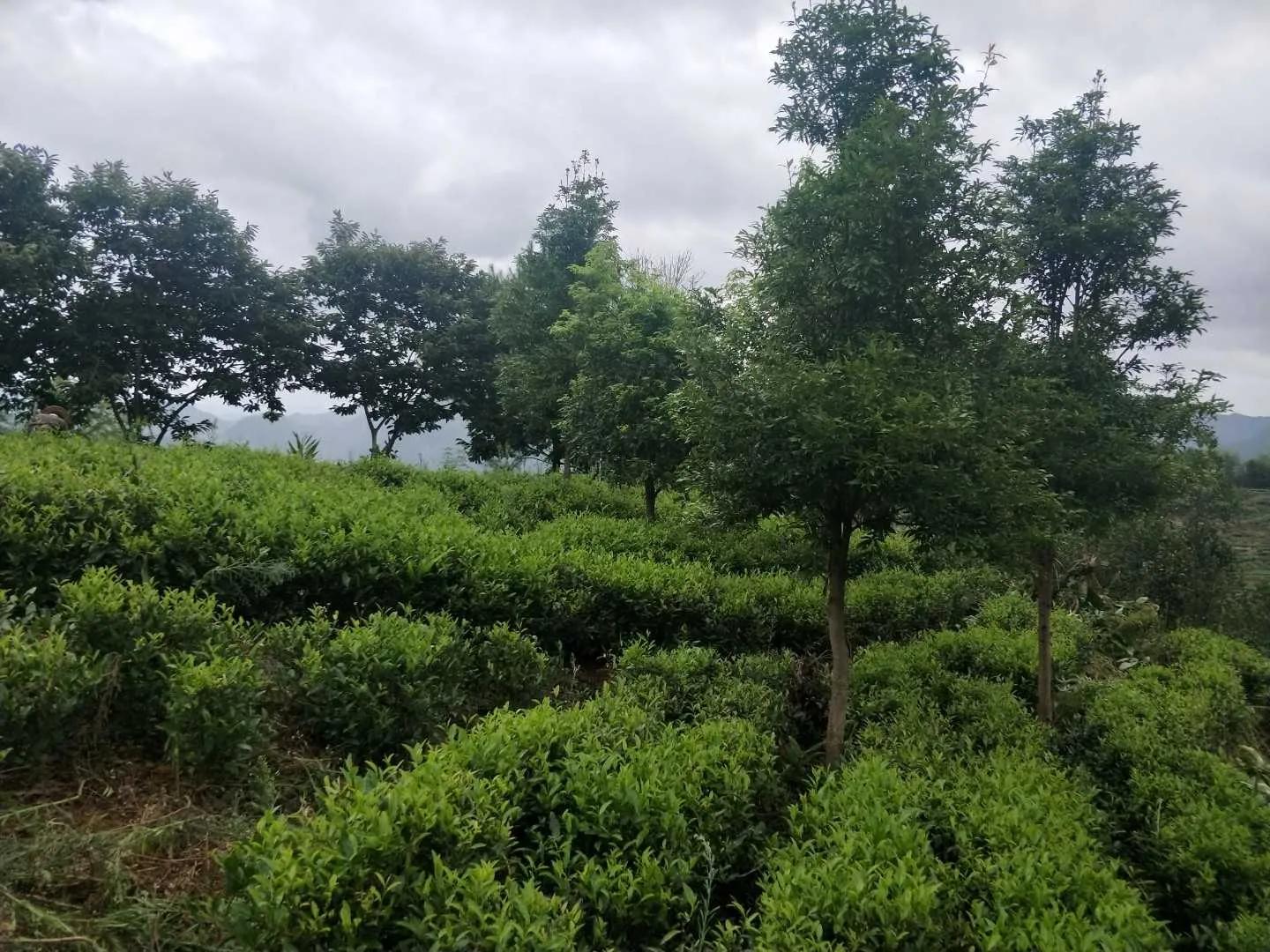 假水果苗木，坑的是零星种植户