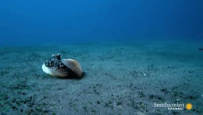 章鱼是外星生物吗,章鱼是外星生物吗完整解说