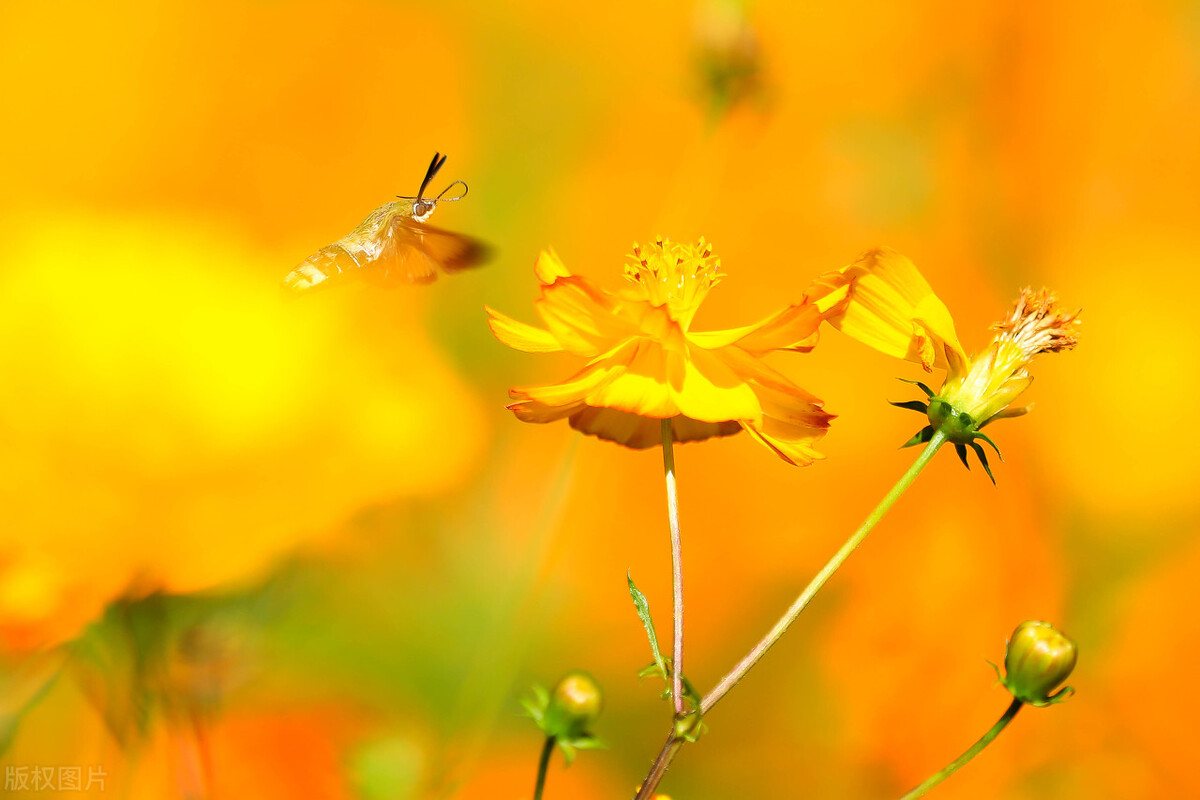 常向银鹰借鸿翼，为有乡音丝路生