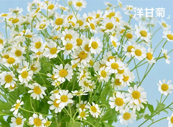 对话花点时间创始人兼CEO朱月怡：深耕鲜花行业，值得花点时间