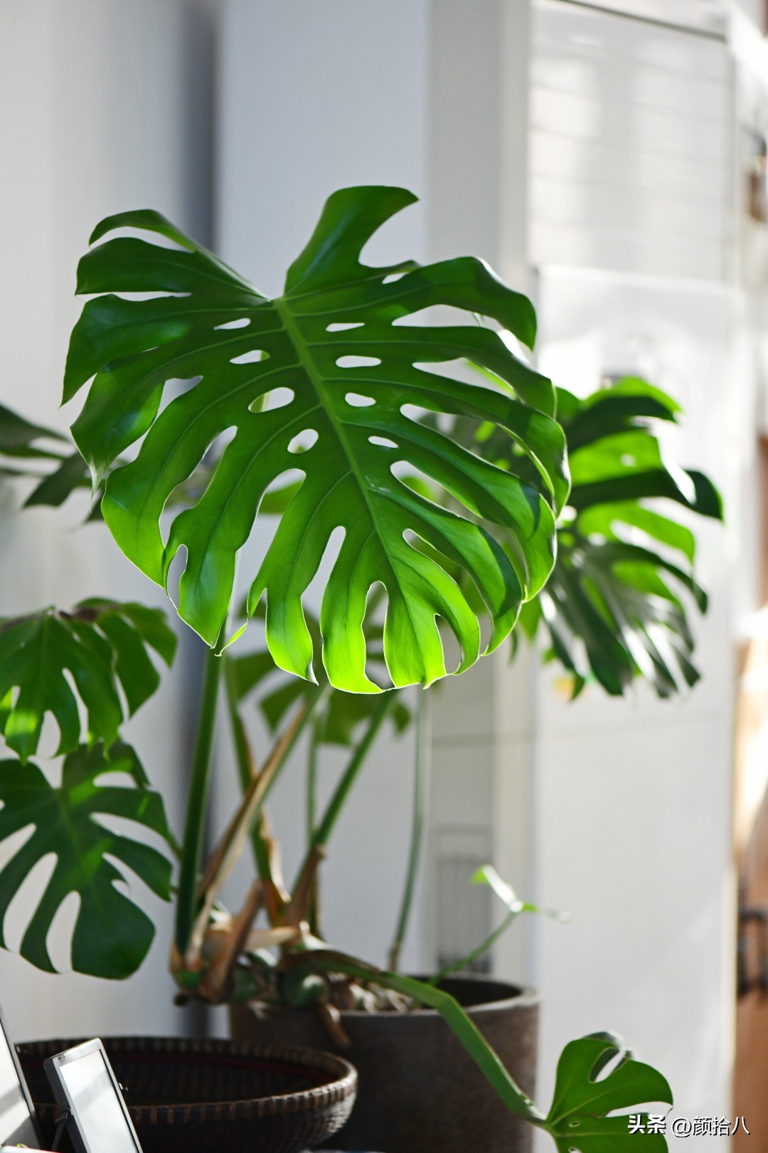 天冷怎么注意植物冻死,植物怕冷怎么过冬