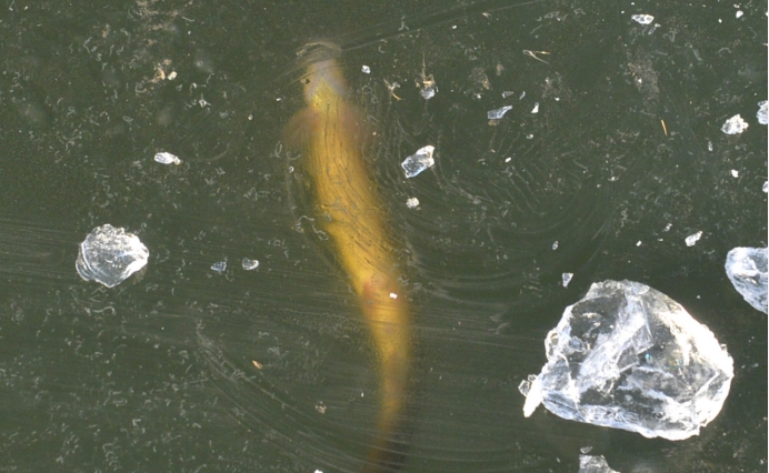 为什么海面结冰鱼不会被冻死,零下20度鱼被冻死