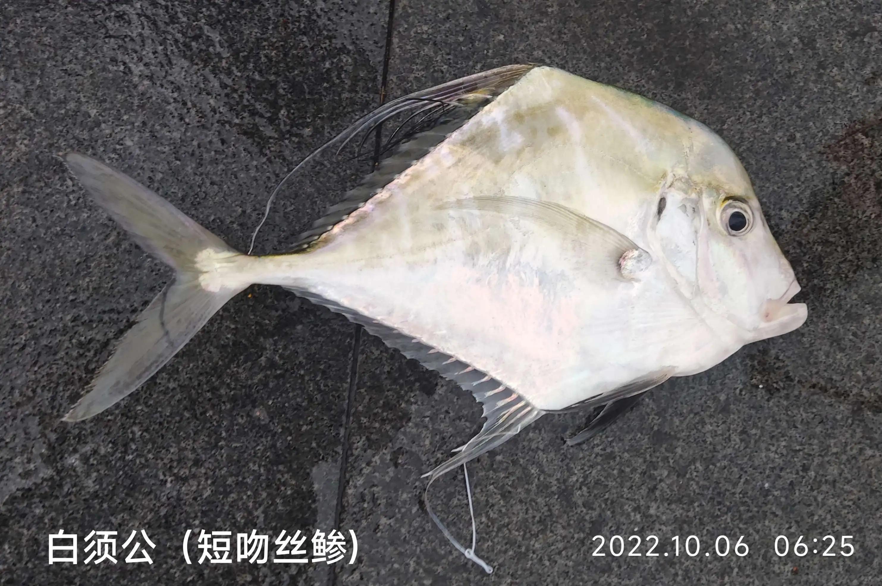 20种常见海鱼,十大常见野生海鱼