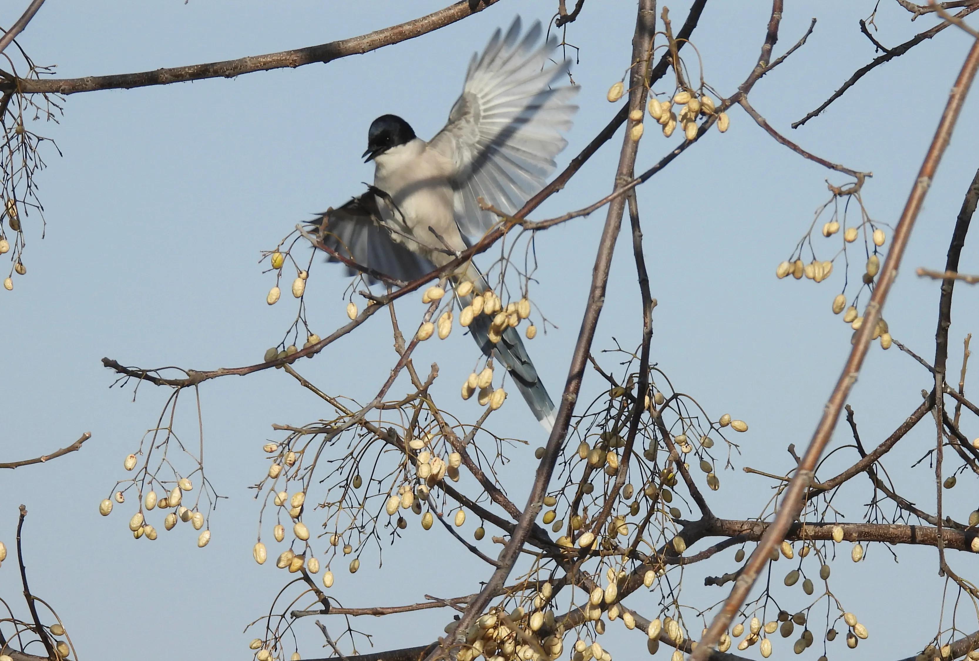 灰喜鹊冬天食物,灰喜鹊喂什么