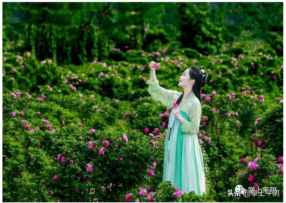 赞美平阴玫瑰,平阴重瓣玫瑰文化