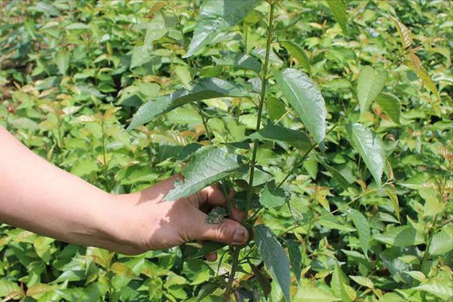 嫁接苗木的方法和技术,桂花嫁接的砧木树种有哪些