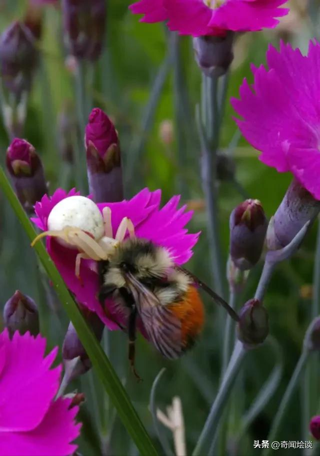 鬣狗捕食动物图片,鬣狗捕杀巨蟒