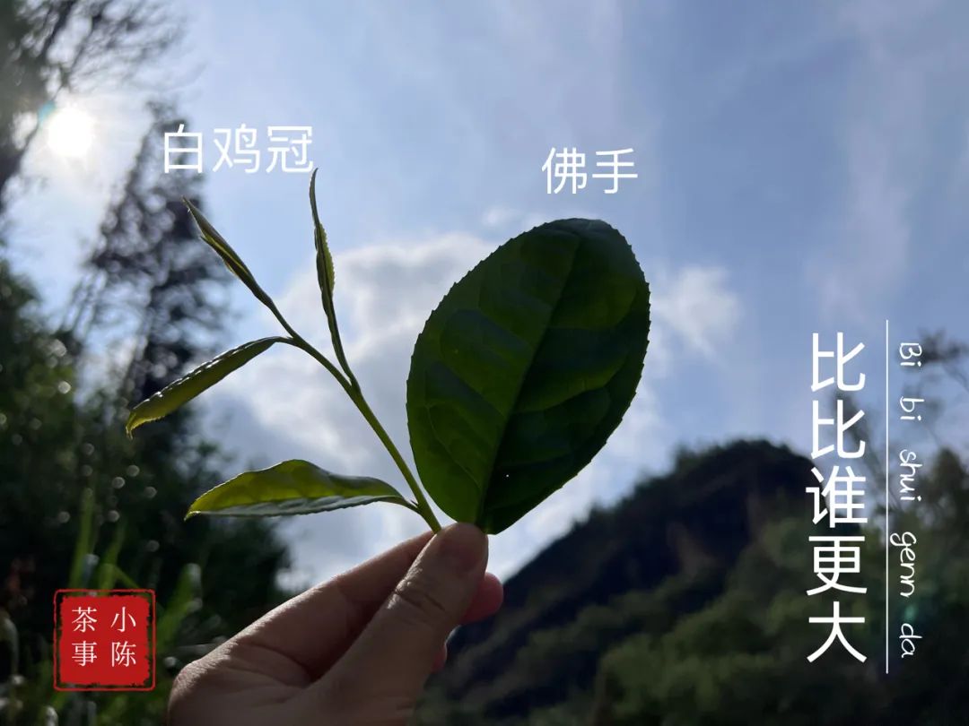 邂逅佛手茶园之后，开始遥想雪梨汤，轻盈若纱，又清新甘甜