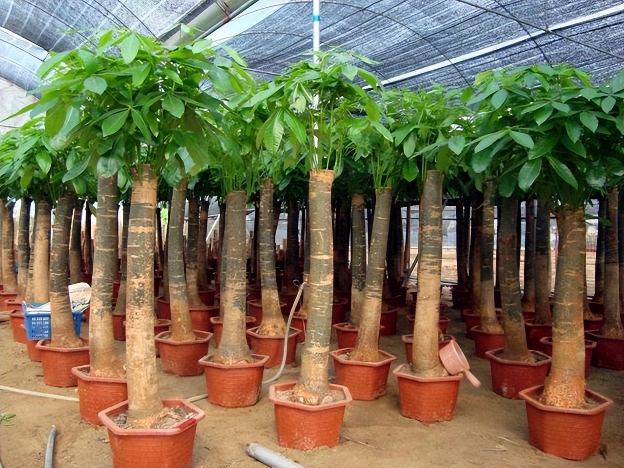 5种富贵花,7种家养富贵花