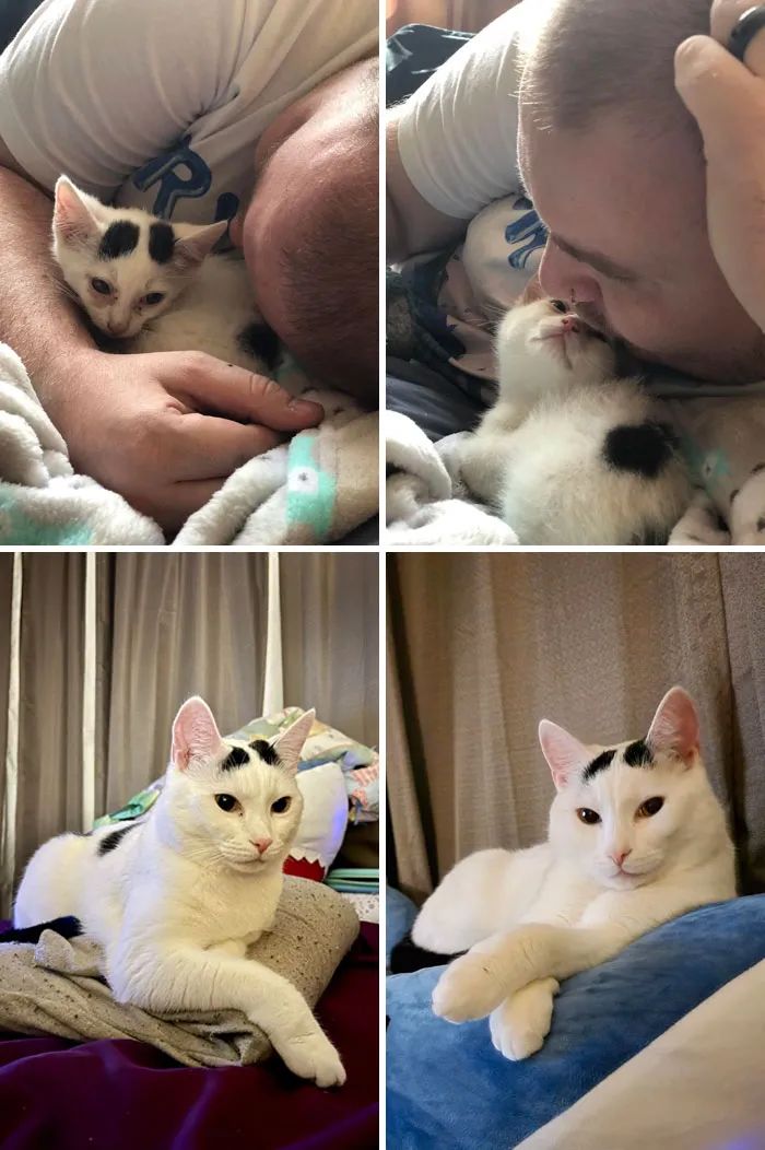 流浪猫被收养的前后对比,流浪猫被收养前后对比照暖心